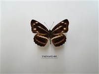 藏品(蓬萊環蛺蝶)的圖片